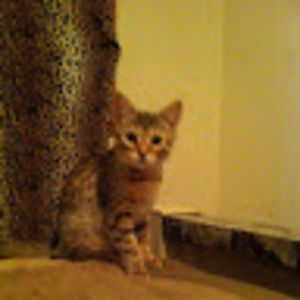 Meet your Posher, Kari